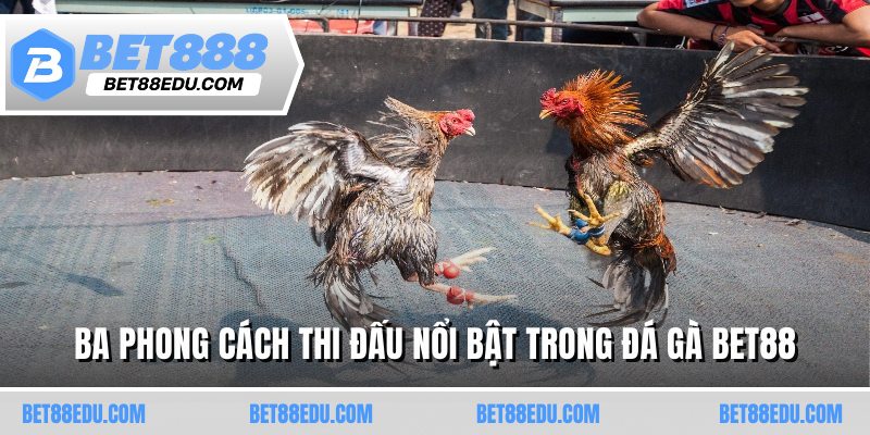 Ba phong cách thi đấu nổi bật trong đá gà BET88