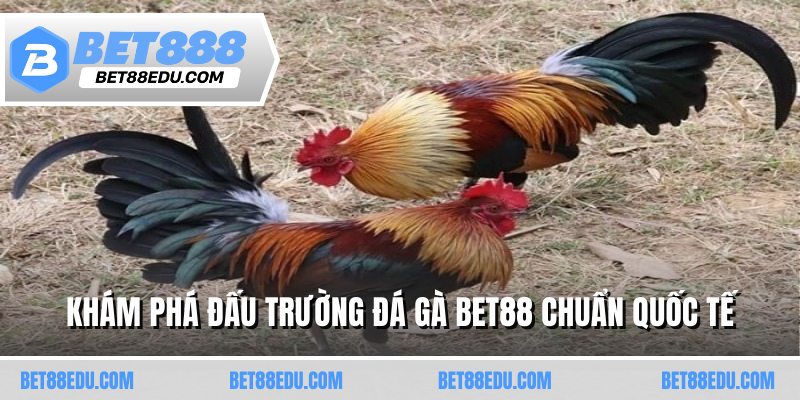 Khám phá đấu trường đá gà BET88 chuẩn quốc tế